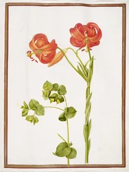 Spurge und Lilium Chalcedonicum